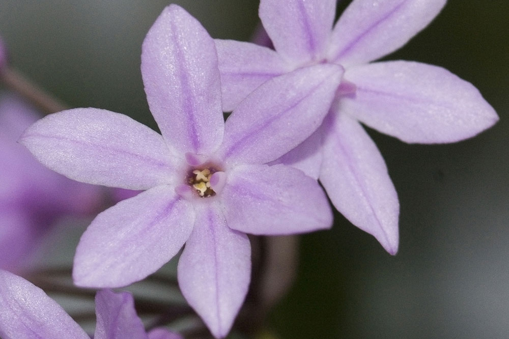 Una Liliacea - Tulbaghia cfr. violacea